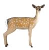 Fallow Deer Doe