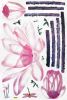 Pink Lily - X-Large Wall Decals Stickers Appliques Home Decor